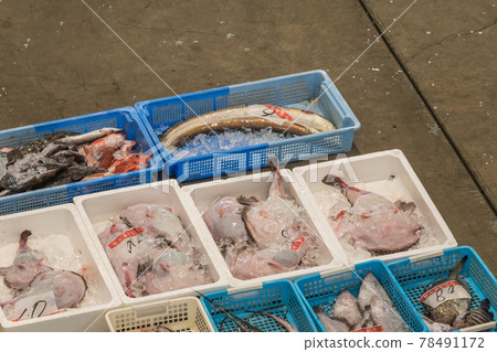【魚市拍賣琵琶魚】 78491172