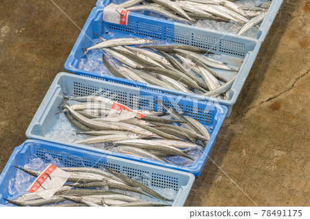 [Fish market halfbeak] 78491175