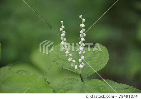 Chloranthus serrata, the bud of two people. Chloranthus serrata, the bud of two people. 78491874