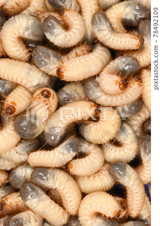 Larva may beetle Larva may beetle 78492109