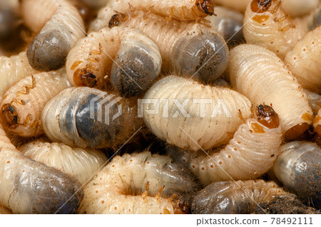 Larva may beetle Larva may beetle 78492111