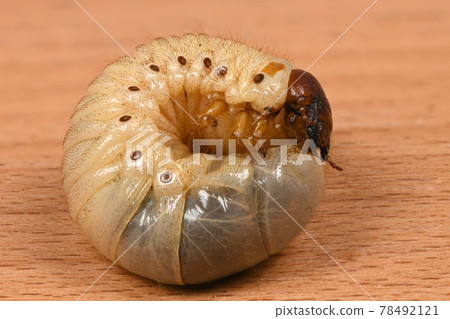 Larva of a rhinoceros beetle Larva of a rhinoceros beetle 78492121