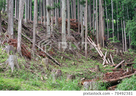 森林伐木場 森林伐木場 78492381