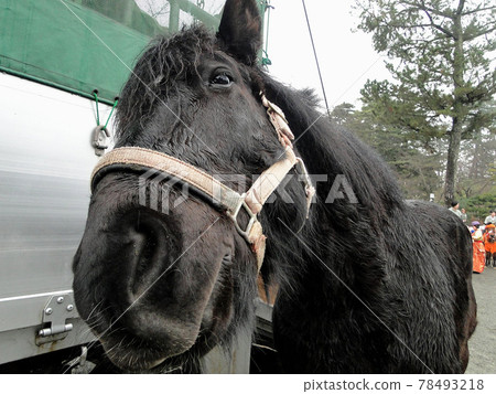 Fujikaze who begs after work and has the cutest face Fujikaze who begs after work and has the cutest face 78493218