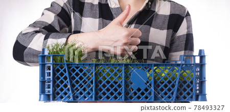 Organic raw microgreens. The woman holds a box with microgreen sprouts in her hands. Healthy superfood meal concept. Delivery of microgreens Organic raw microgreens. The woman holds a box with microgreen sprouts in her hands. Healthy superfood meal concept. Delivery of microgreens 78493327