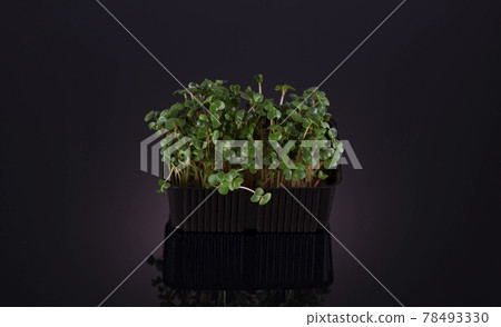 Micro greens radish on a black background with reflection. Healthy food concept Micro greens radish on a black background with reflection. Healthy food concept 78493330