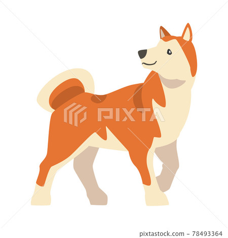 do all shiba inus have curly tails