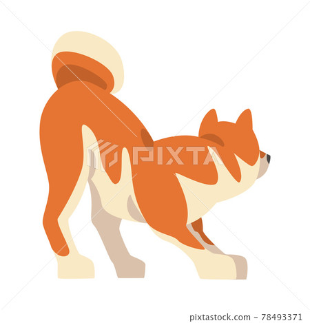 Shiba Inu as Japanese Breed of Hunting Dog with Prick Ears and Curled Tail Playing Vector Illustration 78493371