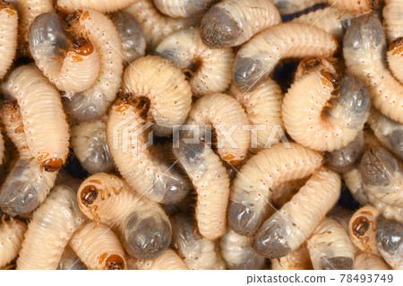 Larva may beetle 78493749