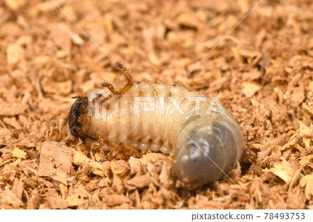 Larva of a rhinoceros beetle Larva of a rhinoceros beetle 78493753