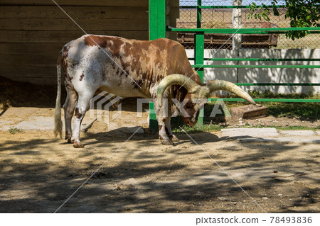Ankole Watusi cattle (Bos taurus macroceros) Ankole Watusi cattle (Bos taurus macroceros) 78493836