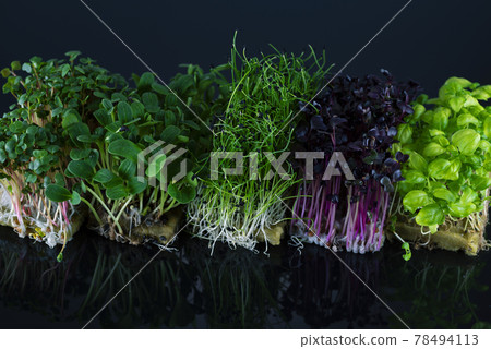 Mix of microgreens on a black background with reflection. Micro greens of onions, radishes, sunflowers and basil. Healthy food concept Mix of microgreens on a black background with reflection. Micro greens of onions, radishes, sunflowers and basil. Healthy food concept 78494113
