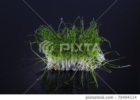 Micro green onions on a growing substrate on a black background with reflection. Healthy food concept Micro green onions on a growing substrate on a black background with reflection. Healthy food concept 78494114