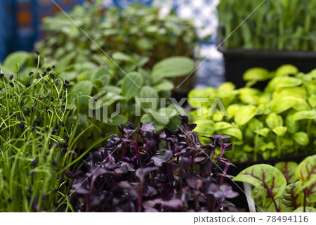 Mix of micro greens close-up. Microgreens of onions, basil and radishes Mix of micro greens close-up. Microgreens of onions, basil and radishes 78494116