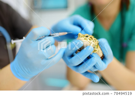 Veterinarian examines a toad and give an injection in a veterinary clinic. Exotic animals. Health of pet. Veterinarian examines a toad and give an injection in a veterinary clinic. Exotic animals. Health of pet. 78494519