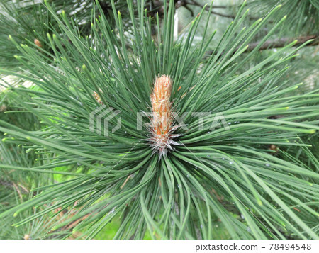 Blooming pitsunda pine close-up.Blooming pine branch close-up. Long needles and a bump. Blooming pitsunda pine close-up.Blooming pine branch close-up. Long needles and a bump. 78494548