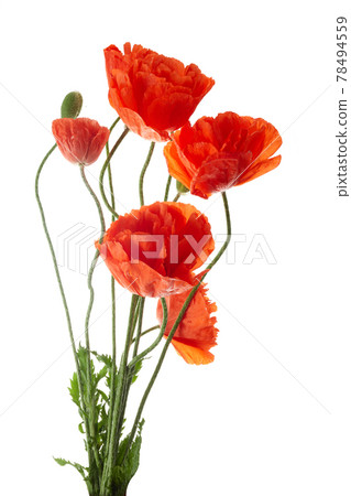 Bright red poppies flowers isolated on white background. Bright red poppies flowers isolated on white background. 78494559