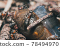 forest ants team eat wood snails. A perfect example of teamwork. Selective focus macro shot with shallow DOF 78494970