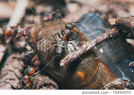 forest ants team eat wood snails. A perfect example of teamwork. Selective focus macro shot with shallow DOF forest ants team eat wood snails. A perfect example of teamwork. Selective focus macro shot with shallow DOF 78494970