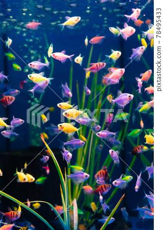 The glofish multi-colored fish swim in the aquarium. meditation. pet shop. The glofish multi-colored fish swim in the aquarium. meditation. pet shop. 78495433