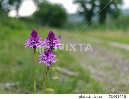 The pyramidal orchid 78495616