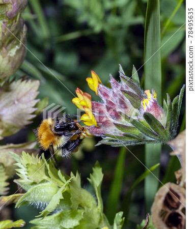 Macro of a Bombus Macro of a Bombus 78495635