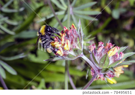 Macro of a Bombus Macro of a Bombus 78495651