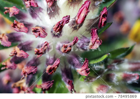 Common kidney vetch 78495869