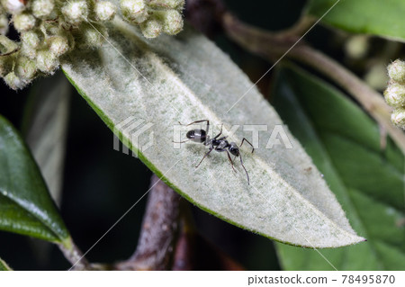 Macro of an ant 78495870
