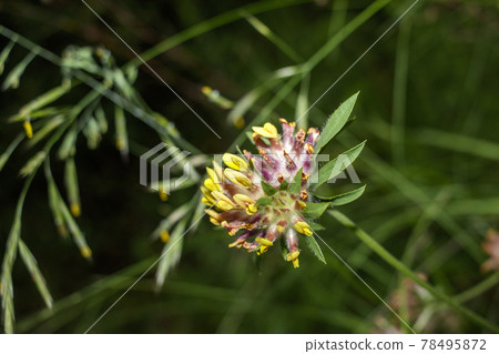 Common kidney vetch 78495872