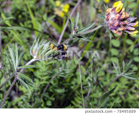 Macro of a Bombus Macro of a Bombus 78495889
