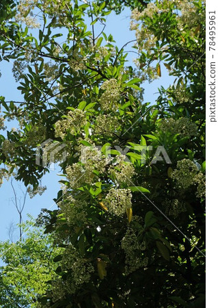 Flowers of Sangoju Flowers of Sangoju 78495961