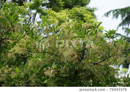 Sweet viburnum buds Sweet viburnum buds 78495976
