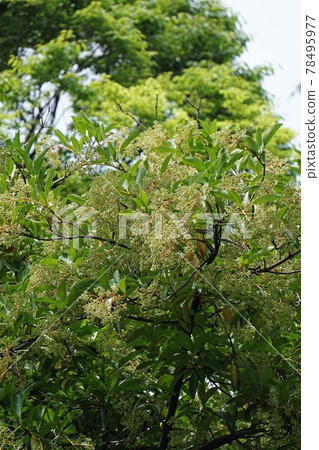 Sweet viburnum buds Sweet viburnum buds 78495977