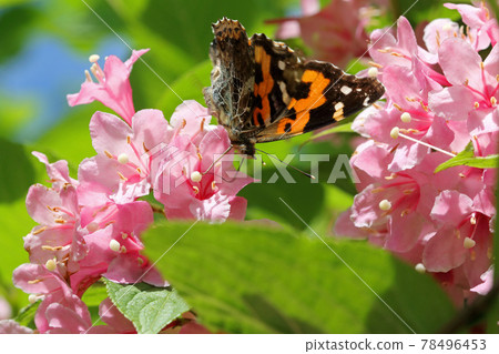 Red admiral sucking the nectar of Weigela hortensis, Tadami Town, Fukushima Prefecture Red admiral sucking the nectar of Weigela hortensis, Tadami Town, Fukushima Prefecture 78496453