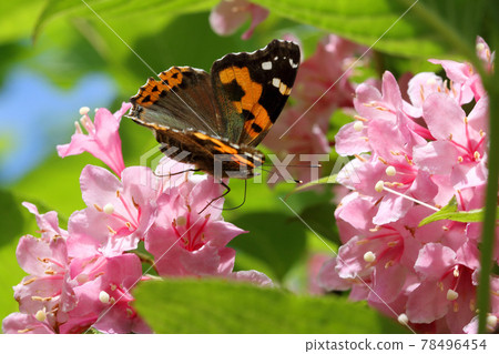 福島縣只見町，紅海軍上將在吮吸威格拉花的花蜜 78496454
