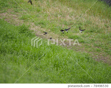 The appearance of swallows collecting nest materials on the riverbed The appearance of swallows collecting nest materials on the riverbed 78496530