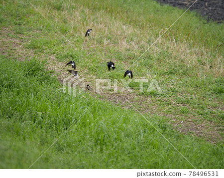 The appearance of swallows collecting nest materials on the riverbed The appearance of swallows collecting nest materials on the riverbed 78496531