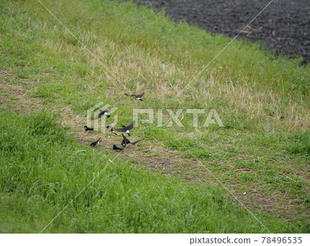 The appearance of swallows collecting nest materials on the riverbed 78496535