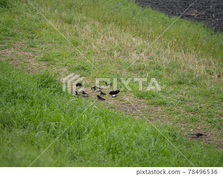 The appearance of swallows collecting nest materials on the riverbed The appearance of swallows collecting nest materials on the riverbed 78496536