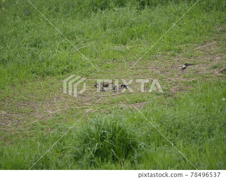 The appearance of swallows collecting nest materials on the riverbed The appearance of swallows collecting nest materials on the riverbed 78496537