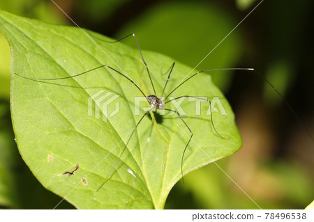 Weevil mate 78496538