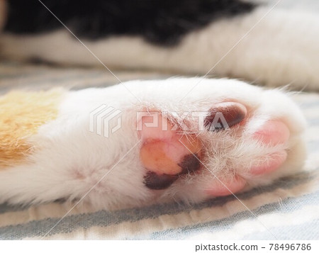 Calico cat ’s pad close-up Calico cat ’s pad 78496786