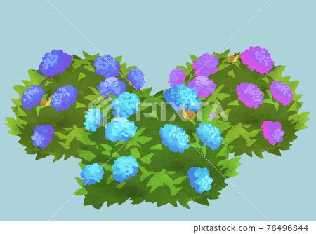 85_ Hydrangea 78496844