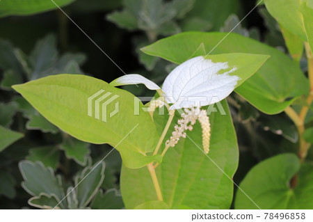 White saururus chinensis leaves and flowers White saururus chinensis leaves and flowers 78496858