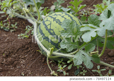 watermelon   78497114
