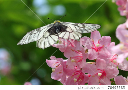 Parnassius glacialis sucking the nectar of Weigela hortensis, Tadami Town, Fukushima Prefecture Parnassius glacialis sucking the nectar of Weigela hortensis, Tadami Town, Fukushima Prefecture 78497385