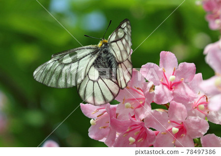 Parnassius glacialis sucking the nectar of Weigela hortensis, Tadami Town, Fukushima Prefecture 78497386