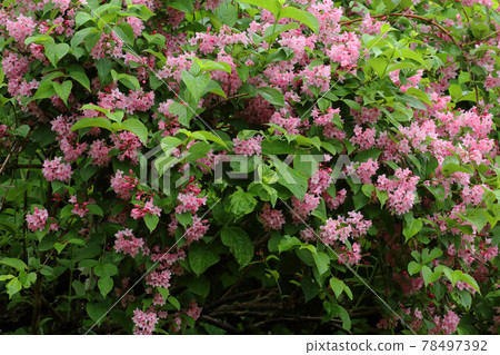 Weigela hortensis flower wet in the rain, Tadami Town, Fukushima Prefecture 78497392