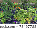 Organically grown vegetables 78497788